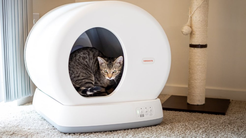 MeoWant Review : Redefining Modern Pet Care with Love, Quality & Innovation